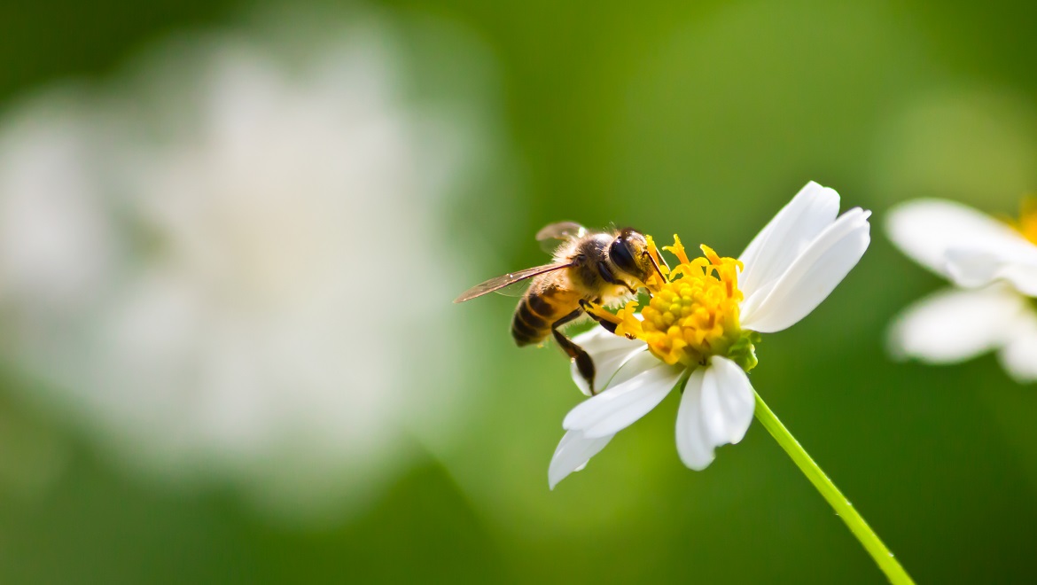 Abeille qui butine