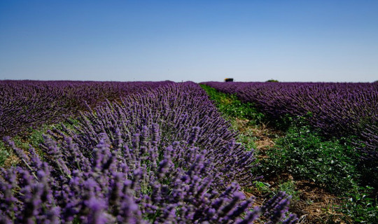 Champ de lavandin à Milly-la-Forêt