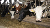 Vaches Prim'Holstein à la ferme de Viltain sur le Plateau de Saclay.