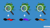 Les têtards de Watchfrog sont capables de détecter les perturbateurs endocriniens ©DR