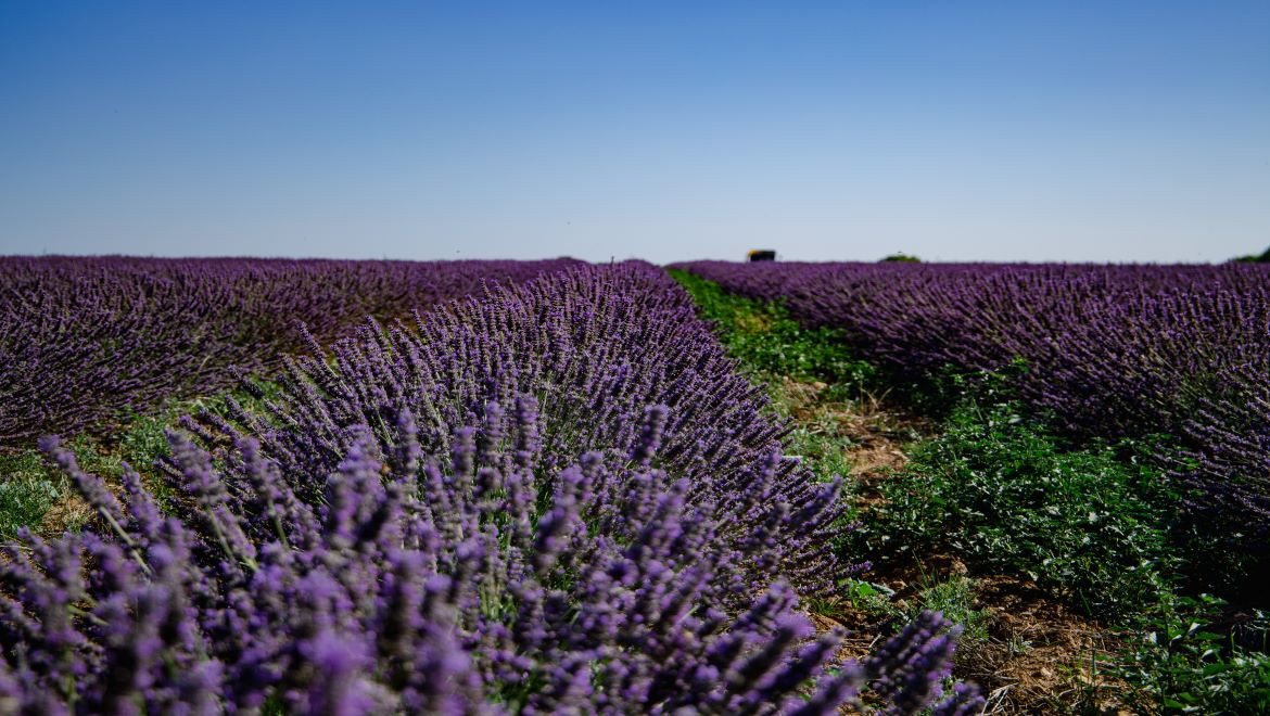 Champ de lavandin à Milly-la-Forêt