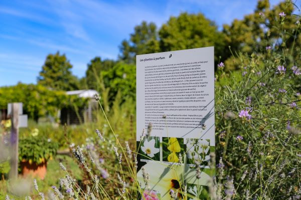 Dans les allées du Conservatoire national des plantes à parfum, médicinales et aromatiques à Milly-la-Forêt