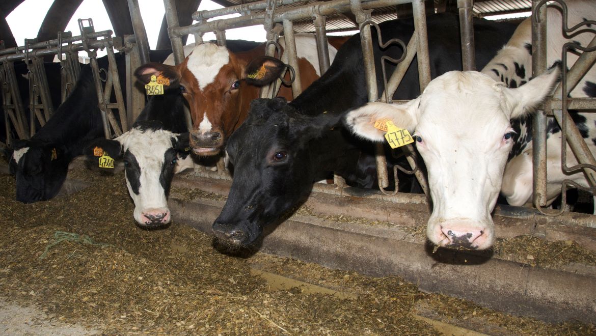 Vaches Prim'Holstein à la ferme de Viltain sur le Plateau de Saclay.