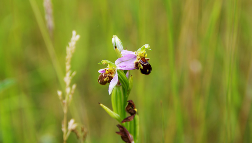 Ophrys abeille