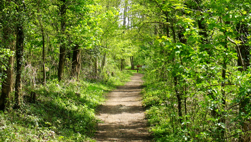 Chemin en forêt des Grands Avaux