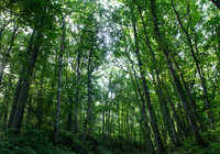 Arpenter la forêt départementale de la Barre