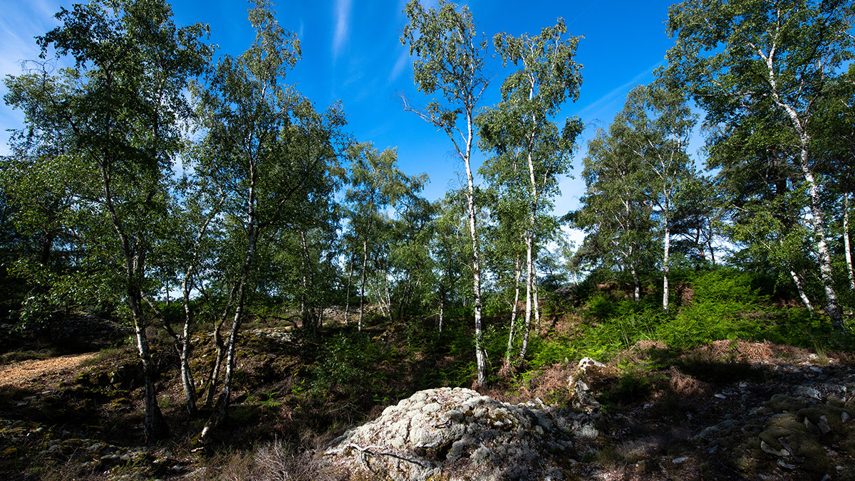 Arpenter la forêt de la Barre