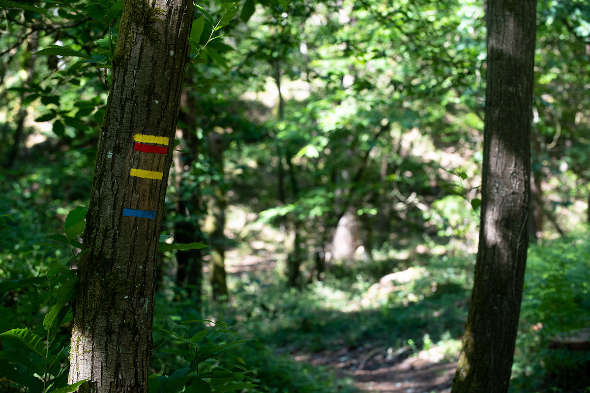 Arpenter la forêt de la Barre