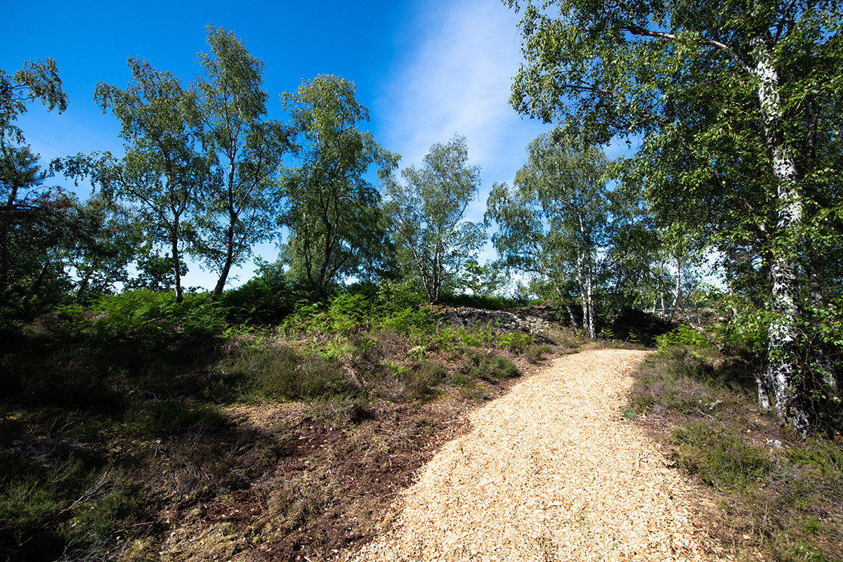 Arpenter la forêt de la Barre